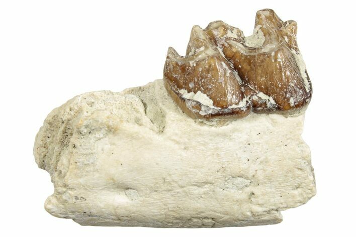 Fossil Horse (Mesohippus) Jaw Section - South Dakota #254956